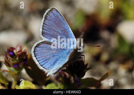 Blu Turchese (Polyommatus dorylas) di appoggio. Fotografato a Tofta Skjutfält, Gotland (Svezia). Foto Stock