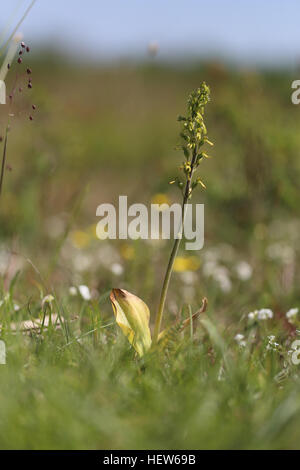 Twayblade comune (Neottia ovata). Fotografato a Öland, Svezia. Foto Stock