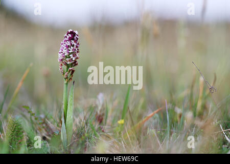 Bruciato-punta Orchidea (Neotinea ustulata). Fotografato a Stora Alvaret, Öland, Svezia. Foto Stock