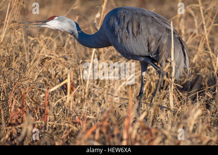 Alimentazione gru Sandhill, (Grus canadensis), Los Poblanos campi spazio aperto di Albuquerque, Nuovo Messico, Stati Uniti d'America. Foto Stock