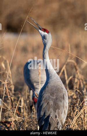 Alimentazione gru Sandhill, (Grus canadensis), Los Poblanos campi spazio aperto di Albuquerque, Nuovo Messico, Stati Uniti d'America. Foto Stock