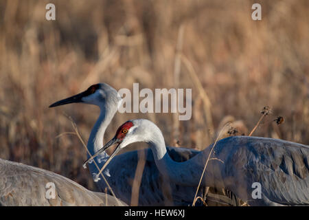 Alimentazione gru Sandhill, (Grus canadensis), Los Poblanos campi spazio aperto di Albuquerque, Nuovo Messico, Stati Uniti d'America. Foto Stock