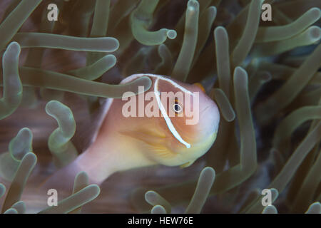 Una rosa (anemonefish Amphiprion perideraion) nuota fra i tentacoli del suo host anemone nelle isole Salomone. Foto Stock