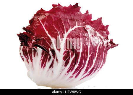 Radicchio, cicoria italiana Foto Stock