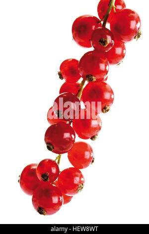 Grappolo di uva secca di Corinto rossa Foto Stock