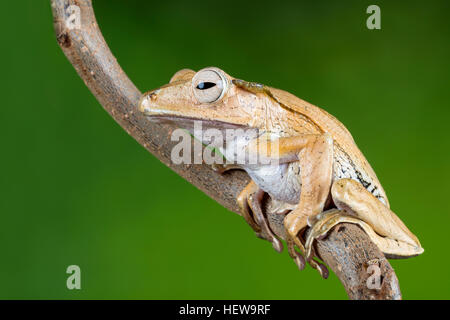 Ritratto di Borneo eared rana Foto Stock