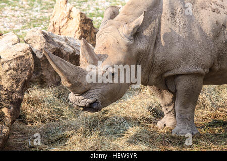 Ritratto di un rinoceronte bianco o quadrata con labbro di rinoceronte, Ceratotherium simum. Sul muso del rinoceronte hanno due corna uno dietro l'altro Foto Stock
