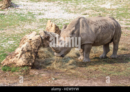 Un rinoceronte bianco o quadrata con labbro di rinoceronte, Ceratotherium simum, in piedi vicino a una pietra. Questo è il più grande extant specie di rinoceronte Foto Stock