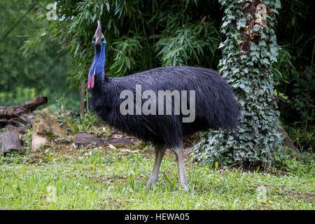 Un casuario Casuarius, casurarius, guardando la fotocamera. Questo flightless e grande uccello è stato nominato il mondo più pericoloso di uccelli nel Guinness Bo Foto Stock