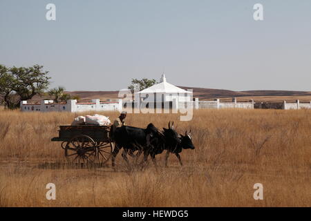 Carrello trainato da bovini zebù passando Antandroy tombe a est di Sakaraha nell ovest del Madagascar Foto Stock