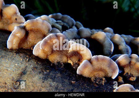 Grandi funghi a staffa o scaffali si trovano comunemente nelle foreste mature. I loro corpi fruttiferi possono crescere per molti anni su alberi vivi o morti. Questi funghi hanno una superficie superiore leathery o legnosa e pori sulla parte inferiore, simili ai boleti, che contribuiscono alla dispersione delle spore. Foto Stock