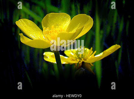 Le Buttercup, un genere di piante in fiore noto come Ranunculus, sono caratterizzate da petali luminosi di colore giallo brillante. Questi fiori selvatici si trovano comunemente in varie regioni, ma sono tossici per l'uomo e il bestiame se ingeriti. Quando è asciutto, il veleno è inattivo. Foto Stock