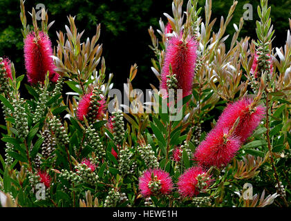 Specie di Callistemon sono stati comunemente denominato bottlebrushes a causa della loro forma cilindrica, spazzola come i fiori che assomiglia ad una tradizionale bottiglia spazzola. Essi si trovano principalmente in più regioni temperate di Australia, soprattutto lungo la costa est e tipicamente di favorevoli condizioni di umidità in modo quando piantati in giardini prosperano su una regolare irrigazione. Tuttavia, due specie si trovano in Tasmania e diversi altri nel sud-ovest del Western Australia. Almeno alcune specie sono resistenti alla siccità e alcuni sono usati nel paesaggio ornamentali altrove nel mondo. Foto Stock