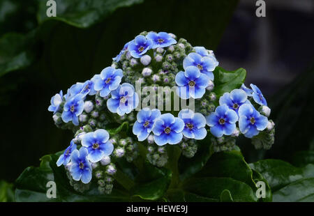 Con il loro spessore, foglie lucide e spettacolari fiori blu, Isola Chatham dimenticare-me-NOT (Myosotidium hortensia) sono uno dei più attraenti della Nuova Zelanda di piante erbacee. Non si tratta di un vero e proprio dimenticare-me-non (Myosotis specie), ma è stato dato il nome perché i suoi fiori sono molto simili. Vi è solo una specie di Myosotidium, e allo stato selvatico cresce su esposti siti costieri nelle Isole Chatham. In giardini l'impianto necessita di riparo dal gelo e qualche ombra durante le estati calde. Si preferisce una ben drenato, compost-ricco terreno. Foto Stock