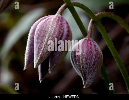 La clematide montana o la clematide Anemone è una precoce fioritura delle piante del genere la clematide. Si tratta di una vigorosa pianta rampicante ed è utilizzato dai giardinieri per nascondere antiestetici strutture come capannoni e pareti. Foto Stock