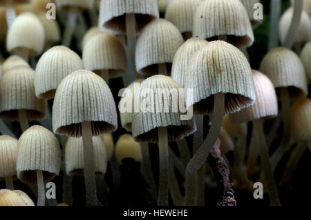 Il Coprinellus disseminatus, Fairy Inkcap, è un piccolo fungo che cresce in densi ammassi su legno in decadenza. È noto per i suoi cappucci da bianco a grigio, che diventano rapidamente neri man mano che maturano. Questo fungo saprotrofico prospera dall'inizio della primavera all'inverno, formando masse impressionanti durante il suo ciclo di vita. Foto Stock