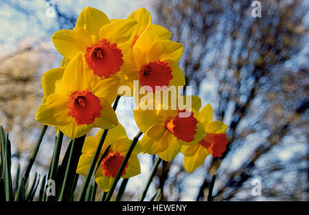 Narcissus, un genere di piante perenni, comprende specie come narcisi, jonquils e daffadowndilly. Noti per le loro vivaci fioriture primaverili, questi fiori fanno parte della famiglia delle Amaryllidaceae, con caratteristici petali a forma di tromba e spesso colorazione gialla o bianca brillante. Foto Stock