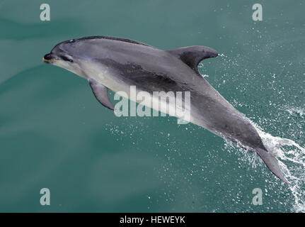 Dusky delfini (Lagenorhynchus obscurus) sono leggermente più piccole di delfini comuni a 1,6-2,1 metri di lunghezza e 50-90 chilogrammi di peso. Essi hanno diagonale rastremata strisce lungo il loro lato. Il loro principale sono cibi krill, copepods e piccoli pesci. La dimensione media delle cialde è 6-15, ma i raggruppamenti di diverse centinaia o addirittura migliaia di loro sono spesso visibili. Foto Stock