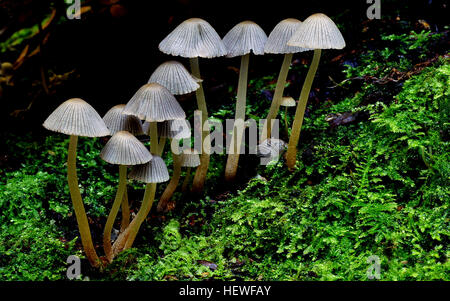 Il Coprinellus disseminatus (Fairy Inkcap) è un piccolo fungo gregario che forma densi ammassi su legno in putrefazione. I suoi berretti giovani sono bianchi pallidi, grigi e neri man mano che maturano. Questa specie è comune in primavera e autunno. Foto Stock