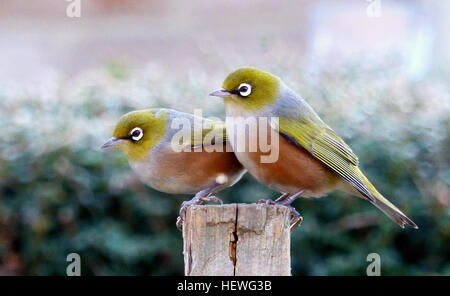 La bellezza di avere un F2.8 600mm lente. Panasonic Lumix FZ200. SILVEREYE noto anche come cera-occhio o bianco-eye, Zosterops lateralis appartiene alla famiglia diffusa Zosteropidae. La nuova Zelanda possiede una specie che è un fenomeno relativamente recente arrivo in questo paese dall'Australia. Invasione permanente si è verificato in o prima del 1856, gli uccelli essendo ovviamente portato in branchi attraverso il Mare di Tasmania da uno o più dei sistemi atmosferici che a queste latitudini, viaggi prevalentemente in una direzione est-ovest direzione. Dal 1861 la specie aveva stabilito un appiglio permanente nelle Isole Chatham. Ora si dispone di una ampia distribu Foto Stock