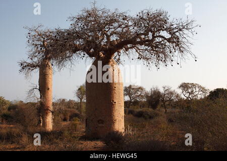 Andansonia Rubrostipa baobabs entroterra da Ifaty, a nord di Tulear Foto Stock