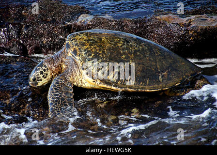 La tartaruga verde è una grande e pesante tartaruga di mare con un ampio carapace liscio o shell. Essa abita tropicali e subtropicali di acque costiere di tutto il mondo e sono state osservate clambering sulla terra a prendere il sole. Esso è chiamato non per il colore del suo mantello, che normalmente è di colore marrone oliva o a seconda del suo habitat, ma per il colore verdastro della sua pelle. Ci sono due tipi di tartarughe verdi-gli scienziati stanno attualmente discutendo se sono sottospecie o specie separate-compresa la Atlantic tartaruga verde, che normalmente si trova lungo le coste dell' Europa e del Nord America e del Pacifico orientale gree Foto Stock