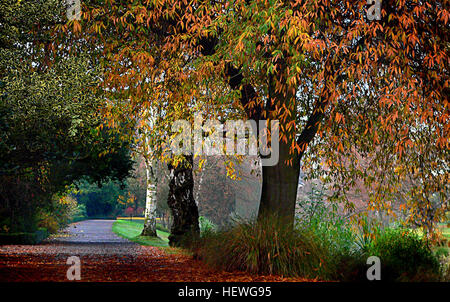 Hagley Park è la più grande città dello spazio aperto a Christchurch, Nuova Zelanda, e fu creata nel 1855 dal governo provinciale. Foto Stock