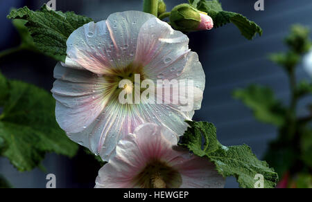 Alcea, comunemente noto come hollyhocks, è un genere di circa 60 specie di piante in fiore nella famiglia di malva Malvaceae. Essi sono nativi in Asia e in Europa Foto Stock