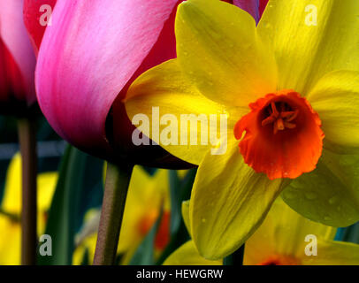 Questa immagine è stata acquisita con una fotocamera reflex digitale Sony A580 abbinata a un obiettivo macro Tamron da 90 mm, per una fotografia macro dettagliata. L'obiettivo consente di realizzare primi piani ad alta definizione, perfetti per catturare texture complesse e soggetti di piccole dimensioni. Foto Stock