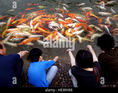 Koi o più specificamente nishikigoi, sono un gruppo di pesci che sono delle varietà ornamentali di addomesticazione carpa comune che sono conservati per scopi decorativi in outdoor stagni di koi o giardini d'acqua. Foto Stock