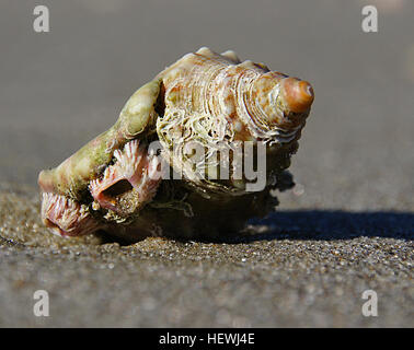 Buccino è un nome comune che viene applicata a vari tipi di lumaca di mare, molti dei quali sono stati storicamente utilizzati o sono ancora utilizzati dagli esseri umani e in altri animali per il cibo. Foto Stock