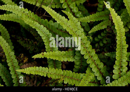 Blechnum penna-marina è un nativo acqua alpina fern che possono crescere in condizioni fino a -25°C. Esso intervallo naturale in Nuova Zelanda è il nord, sud, Stewart, Chatham, Agli Antipodi, Auckland, Campbell isole e l'isola Macaquarie. Il suo habitat costieri è all'alpino nella foresta aperta, scrub subalpino, prati, herbfield alpina e nel campo moss sui siti ombreggiato di affioramenti di roccia. È soprattutto montane all'alpino nella parte settentrionale della gamma e è scarsa a nord della Baia di Planty e del Waikato. È presente su Mt Egmont/Taranaki. Esso cresce anche in Australia, alcune isole del Pacifico, America del Sud. Foto Stock