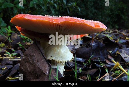 Amanita Muscaria, conosciuta per il suo cappello rosso e le macchie bianche, è un fungo velenoso che si trova sui pavimenti della foresta. È un membro del gruppo agarico delle mosche, noto per le sue proprietà tossiche, comunemente raffigurato in varie culture e immagini naturali. Foto Stock
