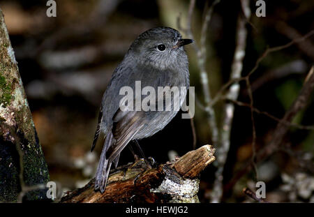 Nuova Zelanda robins e tomtits assomigliano a British robins, ma i due gruppi non sono strettamente correlati. La Nuova Zelanda specie appartengono alla Australian-NUOVA GUINEA Petroicidae familiari. Robins e tomtits hanno grandi teste, collo corto, corpi rotondi e una posizione eretta. Essi hanno setole corte circa il progetto di legge. Robins hanno gambe lunghe e sono più grandi di tomtits. Tutti sono insettivori. Il più antico uccello noto vissuto 16 anni, ma la loro aspettativa di vita è di tre anni. Foto Stock