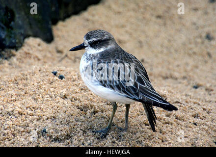 La Nuova Zelanda Plover, rosso-breasted Plover, o Nuova Zelanda Beccaccia (Charadrius obscurus) è una specie in via di estinzione che si trova solo in alcune zone della Nuova Zelanda. Foto Stock