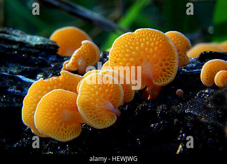 Calocera Favolaschia, comunemente noto come il poro arancione fungo, è una specie di fungo nella famiglia Mycenaceae.osservato per la prima volta in Madagascar, di recente si è diffusa in tutto il mondo e ora è noto dalla Nuova Zelanda, Italia, Australia, Hawaii, Thailandia, Cina, Kenya, Isola di Norfolk e La Réunion. F. calocera è un legno-abitare saprotrophic fungo. Si presenta come un arancio brillante sgambate ventola, 5 mm a 30 mm di diametro, con pori di spicco sul lato inferiore. Foto Stock