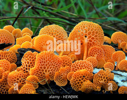 Questa fotografia dettagliata mostra *Favolaschia calocera*, noto anche come fungo poroso arancio. I suoi vivaci pori arancioni sono esposti in primo piano, illustrando le caratteristiche uniche di questa specie fungina. Foto Stock