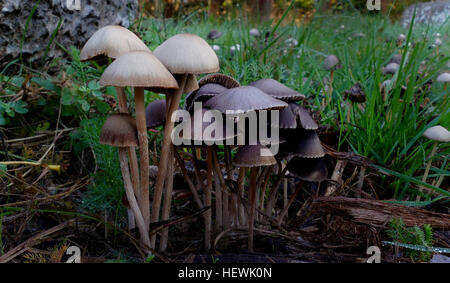 Famiglia: Coprinaceae Genere: Panaeolus specie: Sphinctrinus NOMI COMUNI: Inchiostro Caps, Hoop-Petticoat, Petticoat Mottlegill, Warai-take (giapponese, 'ridere fungo'), Hsiao Ch'ONU (Cinese, "RIDERE fungo') Panaeolus sphinctrinus presenta un tappo di 1-5 cm attraverso che è conica o a forma di campana. Esso è di colore grigio scuro a quasi nero quando umido e grigio chiaro con un color ocra scuro centro quando asciutto. Lo stelo è 60-120 mm x 2-3 mm ed è di colore grigio, crescendo più pallido nella parte superiore. Bianco velo parziale frammenti può essere visto al di sotto del margine quando la pianta è giovane. La carne è molto sottile. La stampa di spore è nero e il Foto Stock