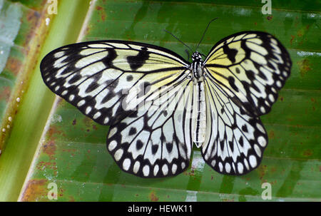 Una fotografia di una farfalla di aquilone di carta bianca appoggiata su una foglia in Malesia. L'immagine cattura gli intricati dettagli delle ali della farfalla, mostrando la bellezza della natura. Foto Stock