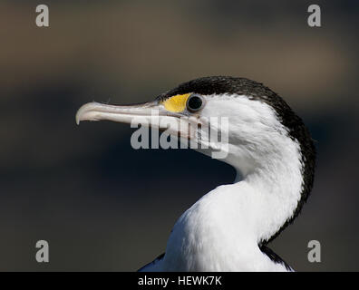 La Australian Pied, cormorano Phalacrocorax varius, noto anche come il Pied cormorano o Pied Shag, è di medie dimensioni con membri della famiglia di cormorani. Si è trovato intorno alle coste dell Australasia un terzo del mondo shag specie si trovano in Nuova Zelanda, dove sono le icone del lago e paesaggi costieri. Le diverse coste e la ricca fauna marina e le risorse di acqua dolce offrono molti habitat per questi eleganti, straight-uccelli in volo Foto Stock