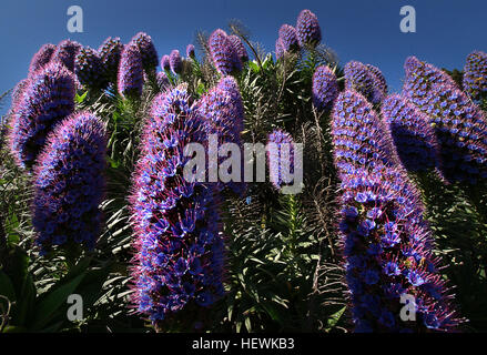 Echium candicans, comunemente noto come orgoglio di Madera, è una specie di pianta flowering in famiglia Boraginaceae, nativo per l'isola di Madeira. Si tratta di una grande piante erbacee perenni subshrub, in crescita di 1,5 - 2,5 m. Foto Stock