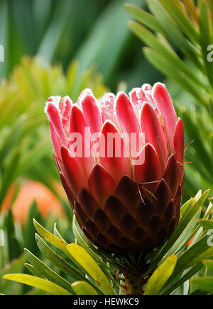 Un'opera fotografica intitolata "Proteas" presenta una vista focalizzata sulla straordinaria specie di fiori, Protea. L'immagine mostra la bellezza e le caratteristiche peculiari del fiore in un primo piano, sottolineandone i colori vivaci. Foto Stock