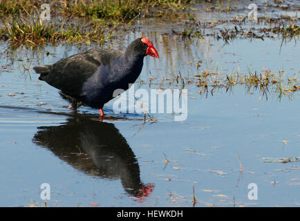 Conosciuta anche come la palude hen, questo è il più comunemente incontrati di cinque specie viventi della famiglia rampa nativa per la Nuova Zelanda, gli altri essendo strettamente correlato o takahe Notornis, weka, nastrati rampa, pulitissimo e crake marsh crake. Pukekos abitare in paludi, lungo il lago e in esaurì poveramente pascoli in tutta la Nuova Zelanda e Isole Chatham, e sono occasionalmente wind-borne al Kermadecs e Campbell Island. Sebbene nativo di questo paese, specie sotto forma di varie sottospecie, avviene una diffusa in un certo numero di paesi d' oltremare. La sottospecie locale è chiamato mela Foto Stock