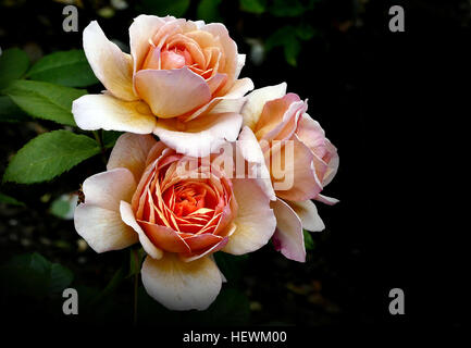 Grazia rosa Inglese - allevati da David Austin rosa ad arbusto un eccezionale giardino cuscinetto impianto pulito e profumato di rosette di un giardino straordinario impianto di produzione di molti affascinanti, albicocca puro rosette. Delizioso tè caldo profumo. Molto sano e ripetere i fiori molto bene. Buono per la resistenza alle malattie ripetere la fioritura molto profumato Foto Stock