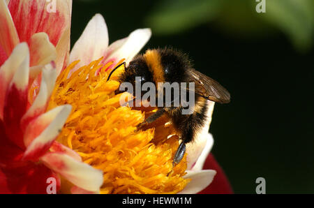 Una fotografia ravvicinata cattura un'ape che raccoglie polline da una vivace fioritura di dahlia. Il macro shot mostra i dettagli intricati dei petali di fiori e i delicati movimenti dell'ape, evidenziando la bellezza naturale di questa interazione stagionale in natura. Foto Stock
