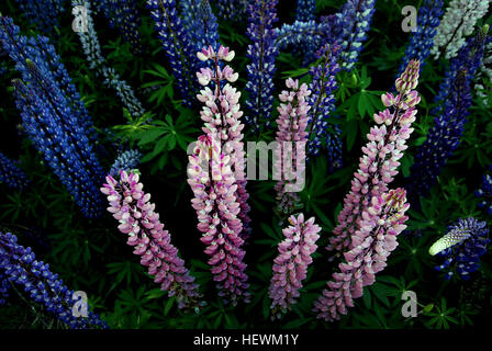 In Nuova Zelanda, dove è noto come il Russell lupin, Lupinus polyphyllus è classificato come una specie invasive[citazione necessaria e coperture di grandi aree prossime ai bordi di strade, pascoli e letti di fiumi, soprattutto nella regione di Canterbury. È documentato come essendo il primo naturalizzate nel 1958 ed è stato suggerito che il tour bus driver diffondere deliberatamente i semi della pianta per promuovere la coloratissima vegetazione stradale in zone in cui alcuni turisti possono considerare di essere piuttosto squallida. Foto Stock