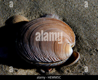Una scena di spiaggia scattata in una fotografia, con varie conchiglie marine come conchiglie, capesante e altre forme di vita marina. La bellezza naturale della riva e la varietà di conchiglie creano una tranquilla immagine costiera. Foto Stock