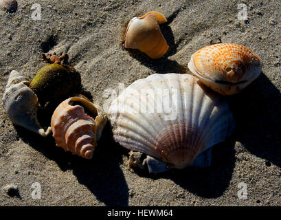 Una fotografia di una scena di spiaggia con conchiglie, capesante e conchiglie marine. L'immagine evidenzia la bellezza naturale di questi elementi da spiaggia, catturando la texture e le forme dettagliate delle conchiglie sullo sfondo sabbioso. Foto Stock