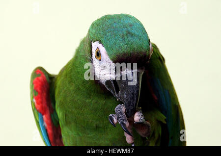 Il castagno a vetrina Macaw o gravi Macaw (Ara severus) è uno dei più grandi del Mini-Macaws. Si raggiunge una dimensione di circa 45 cm (18 in) di cui circa la metà è la lunghezza della coda. Essi possono essere trovati su una grande parte del Sud America settentrionale da Panama a sud in Brasile amazzonico e nord della Bolivia. La loro durata è elencato come qualcosa da 30 a 80 anni di età. Foto Stock