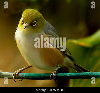 Il Silvereye (Zosterops lateralis), noto anche come Wax-eye, è un piccolo uccello nativo della nuova Zelanda. È comunemente noto per il suo caratteristico anello bianco e le piume verdognoli. Il Silvereye è diffuso in tutta la nuova Zelanda ed è noto per il suo comportamento sociale, spesso visto negli stormi. Foto Stock